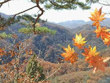 榜单整理:探花视频